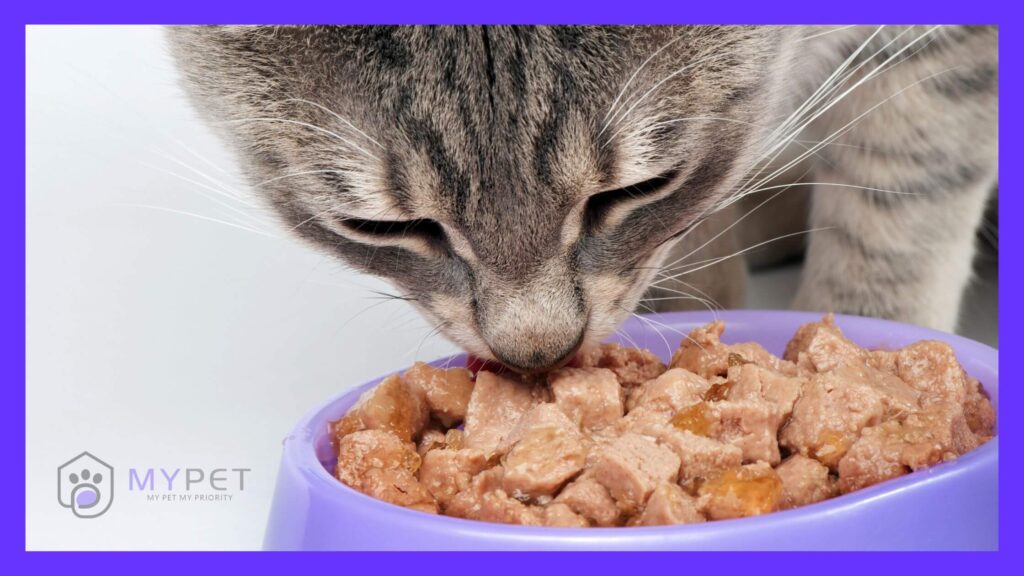 Cat Food Price in Pakistan – 2025 Updated Guide 1 Cat food prices in pakistan 2025